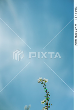 Yukiyanagi和天空 113349809