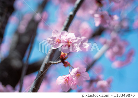 櫻花和天空 113349870