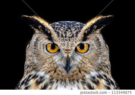 Owl looking big eyes out of the darkness close Owl looking big eyes out of the darkness close 113349875