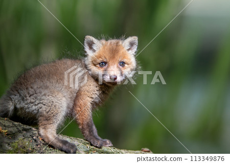 Red fox, vulpes vulpes, small young cub in forest Red fox, vulpes vulpes, small young cub in forest 113349876