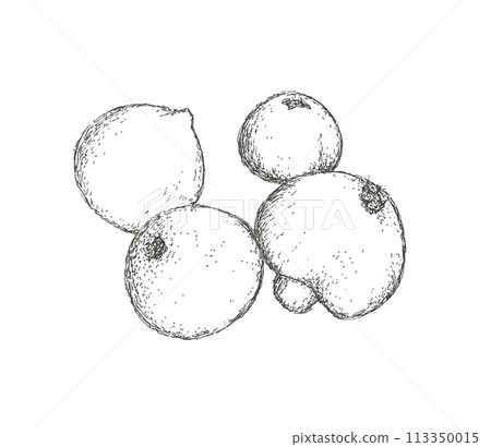 Hand-drawn illustration of puffball 113350015