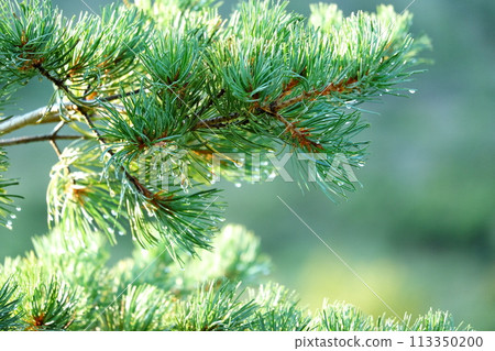 botanic, pinetree, foliage 113350200