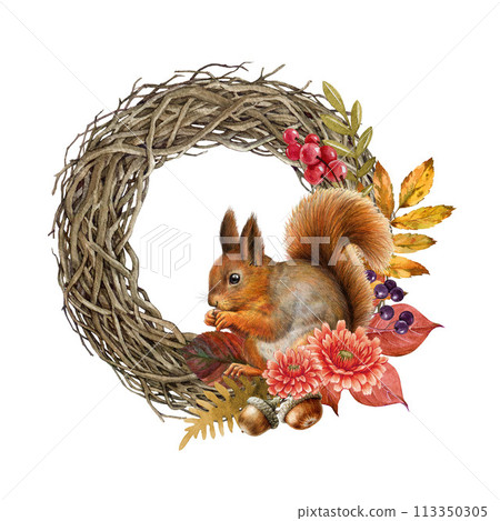 Autumn floral festive vine wreath with squirrel. Vintage style painted illustration. Hand drawn rustic style wreath with autumn leaves, berries and red squirrel decor. White background 113350305