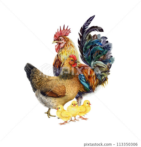 Rooster with hen and chicks painted illustration. Farm bird chicken family watercolor vintage style illustration. Rooster, hen with their brood on white background. Livestock bird family isolated 113350306