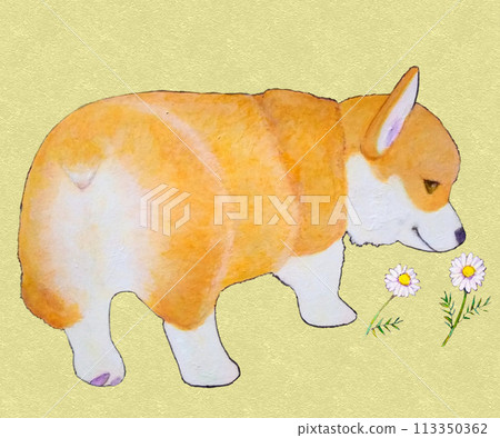 柯基犬嗅花 113350362