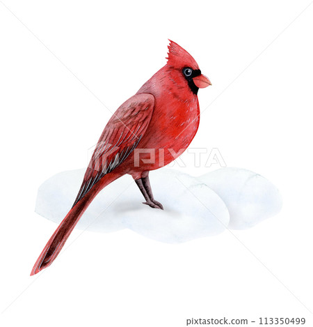 Red cardinal bird standing on snow watercolor illustration isolated on white background for Christmas and New Year holidays greeting cards, postcards and invitations Red cardinal bird standing on snow watercolor illustration isolated on white background for Christmas and New Year holidays greeting cards, postcards and invitations 113350499