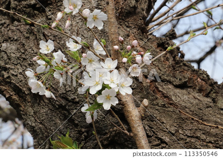 Somei Yoshino cherry blossoms blooming in the spring park Somei Yoshino cherry blossoms blooming in the spring park 113350546