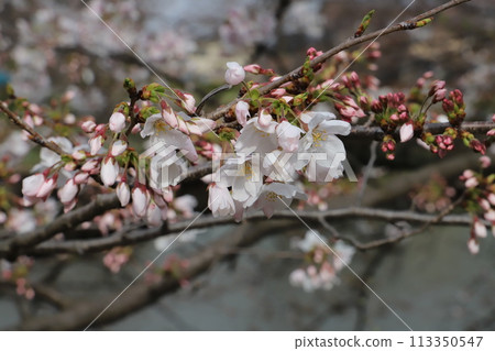 Somei Yoshino cherry blossoms blooming in the spring park Somei Yoshino cherry blossoms blooming in the spring park 113350547