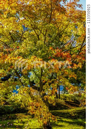 Autumn leaves 113350925