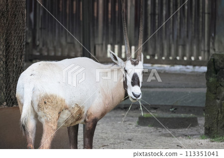 阿拉伯Orix 113351041