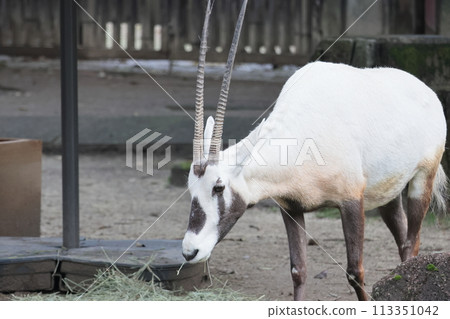 Arabian Orix 113351042