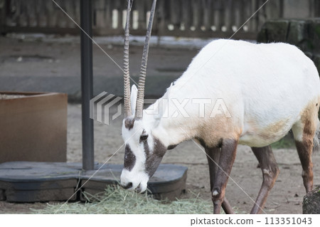 阿拉伯Orix 113351043