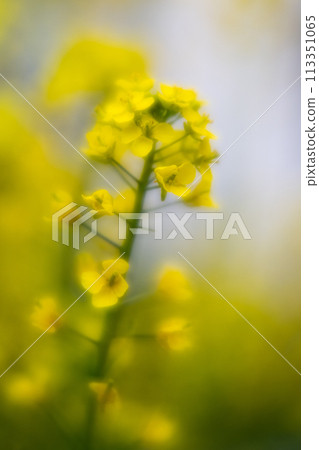 Spring in Japan, bok choy flowers in full bloom 113351065