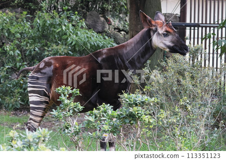 Okapi Okapi 113351123