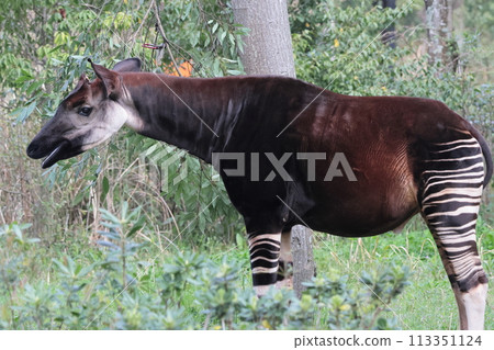 Okapi Okapi 113351124