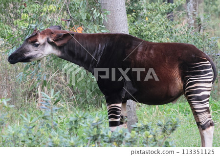 Okapi Okapi 113351125