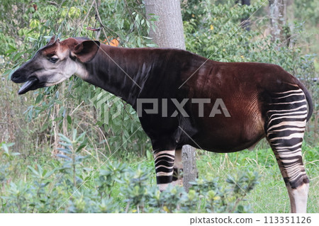 Okapi Okapi 113351126