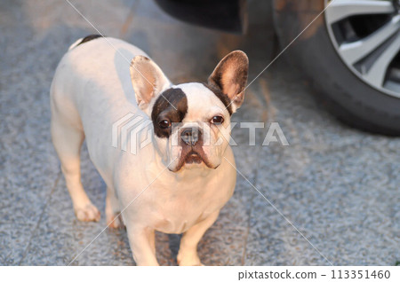 dog or french bulldog,  French bulldog at home 113351460