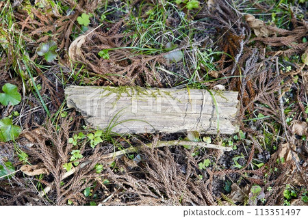 A rotten piece of wood 113351497