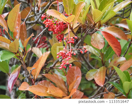 Kuroganemochi with red berries 113351647