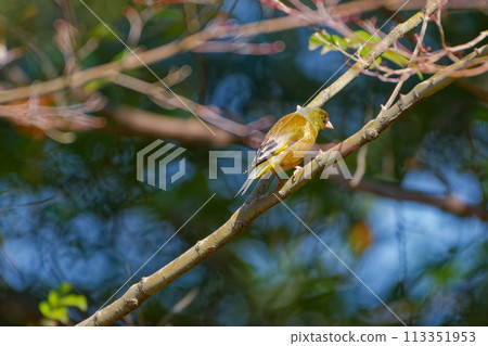 Stonefinch perched on a branch 113351953
