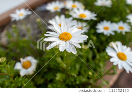 Cute Margaret 113352123