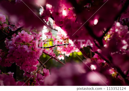 Surrounded by cherry blossom petals 113352124
