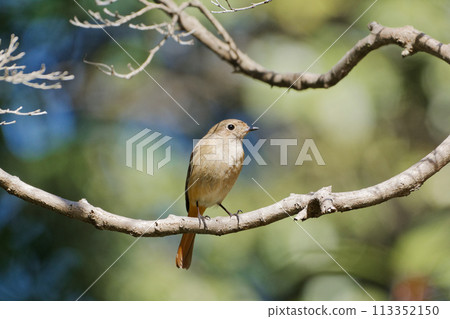 Winter bird, Daurian flycatcher perched on a branch♀ Winter bird, Daurian flycatcher perched on a branch♀ 113352150