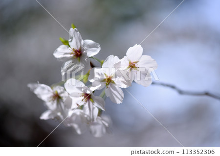 東京澀谷區玉川上水遺址的櫻花特寫 113352306