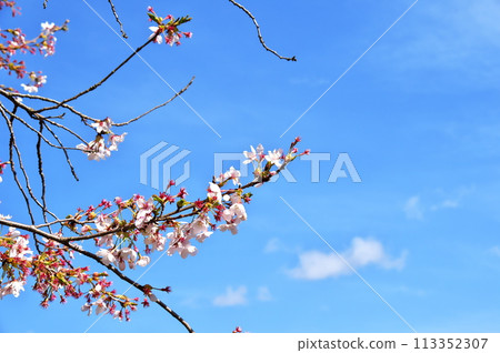 櫻花盛開 櫻花盛開 113352307