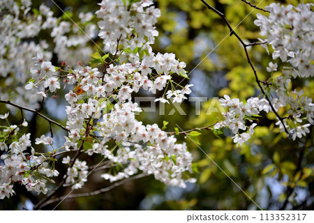 東京澀谷區玉川上水遺址的櫻花特寫 113352317