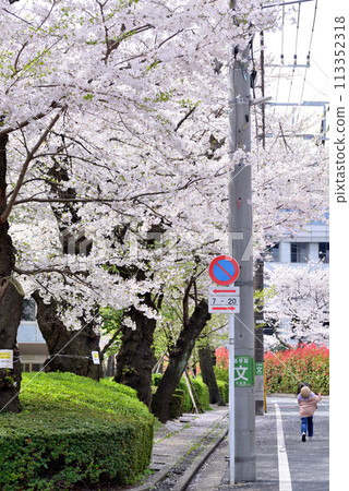東京澀谷區玉川上水遺址的櫻花特寫 113352318