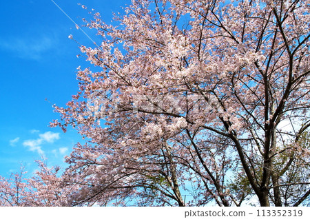 櫻花盛開 113352319