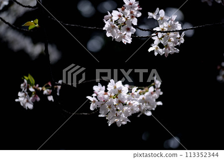 Close-up of cherry blossoms at the site of Tamagawa Aqueduct, Shibuya Ward, Tokyo 113352344