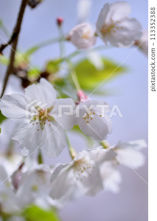 東京澀谷區玉川上水遺址的櫻花特寫 113352388