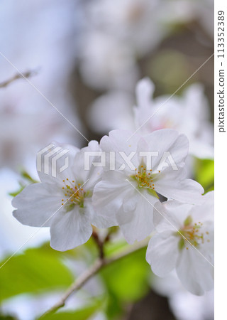 Close-up of cherry blossoms at the site of Tamagawa Aqueduct, Shibuya Ward, Tokyo Close-up of cherry blossoms at the site of Tamagawa Aqueduct, Shibuya Ward, Tokyo 113352389