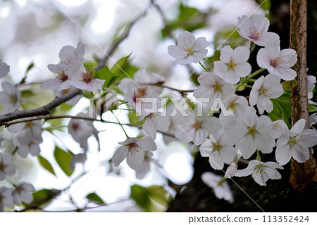 Close-up of cherry blossoms at the site of Tamagawa Aqueduct, Shibuya Ward, Tokyo 113352424