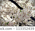 Japanese cherry blossoms in full bloom beautiful scenery plants 113352439