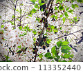 Japanese cherry blossoms in full bloom beautiful scenery plants 113352440