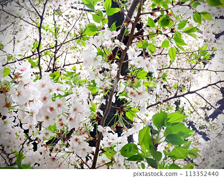 Japanese cherry blossoms in full bloom beautiful scenery plants Japanese cherry blossoms in full bloom beautiful scenery plants 113352440