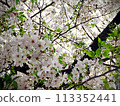 Japanese cherry blossoms in full bloom beautiful scenery plants 113352441