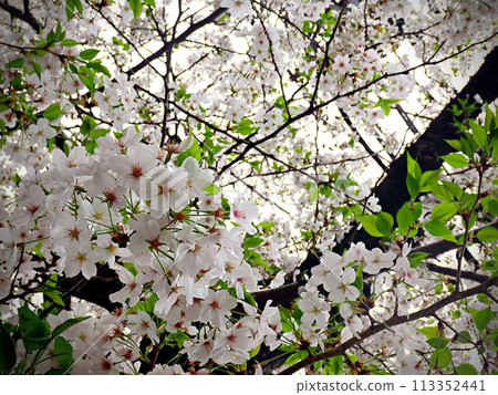 日本櫻花盛開,風景優美,植物 日本櫻花盛開,風景優美,植物 113352441