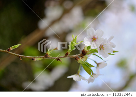 東京澀谷區玉川上水遺址的櫻花特寫 東京澀谷區玉川上水遺址的櫻花特寫 113352442