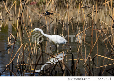 Great Egret hunting near water 113352491