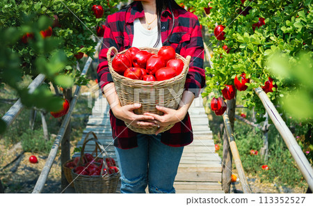 Gardener's concept of fruit of the apple orchard Gardener's concept of fruit of the apple orchard 113352527