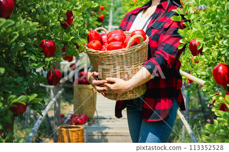 Gardener's concept of fruit of the apple orchard Gardener's concept of fruit of the apple orchard 113352528