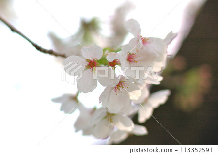 Cherry blossom 113352591