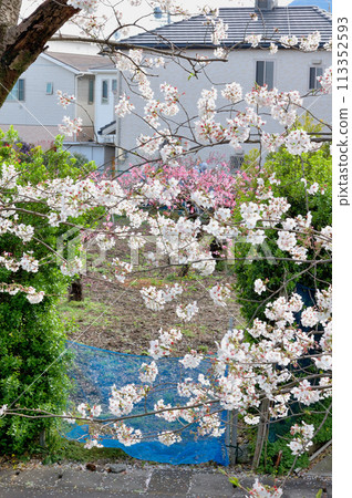 Cherry blossoms and peach flowers Cherry blossoms and peach flowers 113352593