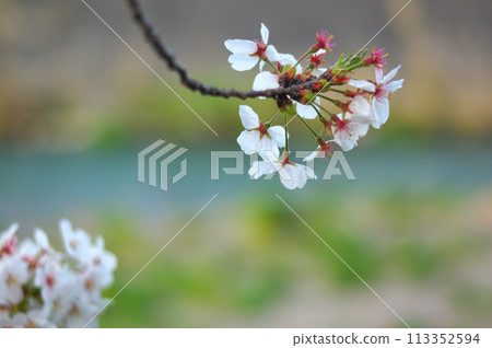 Cherry Blossom	 113352594