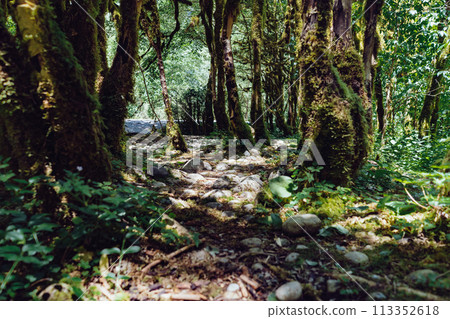 beautuful relict yew and boxwood forest in Abkhazia on sunny summer day beautuful relict yew and boxwood forest in Abkhazia on sunny summer day 113352618
